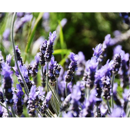 ラベンダー デンタータ 3.5号ポット