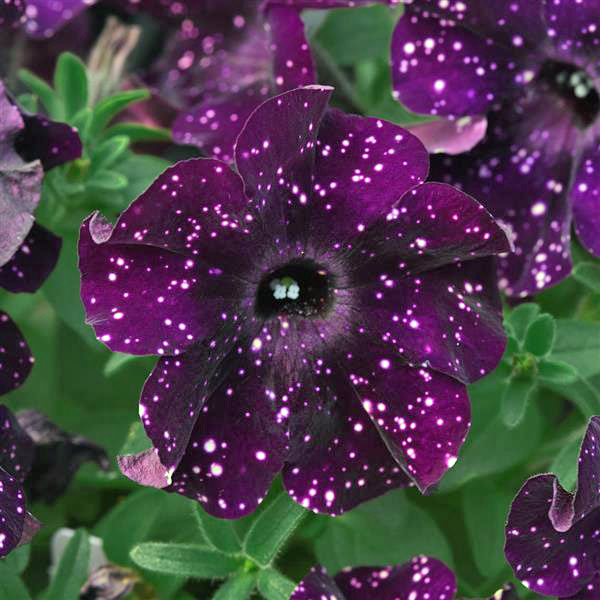 [26年3月中下旬予約]ペチュニア：ミッドナイトスカイ3.5号ポット