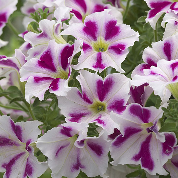 ペチュニア：流れ星　ハートドレス3.5号ポット