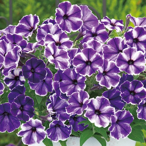 [26年3月中下旬予約]ペチュニア：流れ星　ブルードレス　3.5号ポット