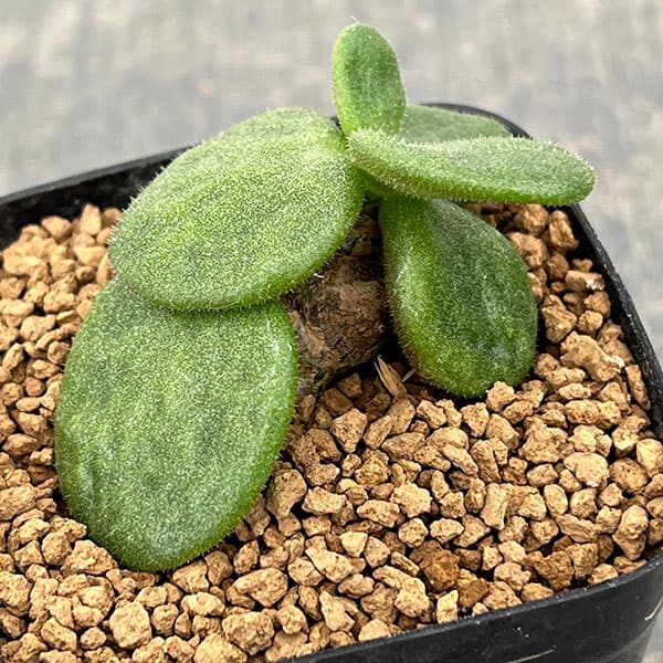 チレコドン：エクティプス　2.5号鉢植え