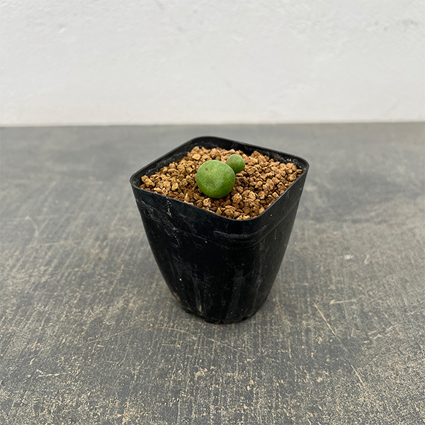 チレコドン：オペリー　2.5号鉢植え