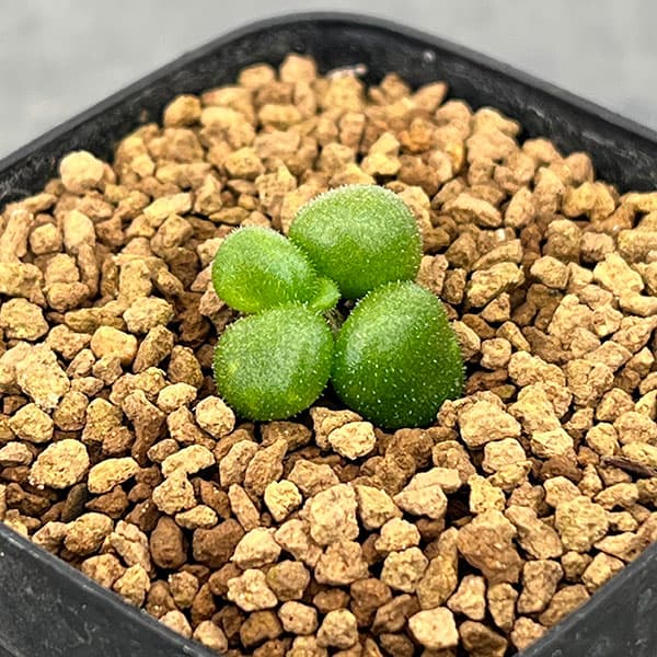 チレコドン：プシルス　2.5号鉢植え