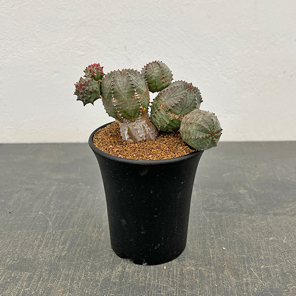 ユーフォルビア：オベサ ブロウ 3号鉢植え26-01