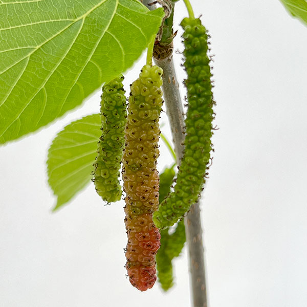 マルベリー（桑）：台湾長果桑（タイワンチョウカソウ）4号ポット