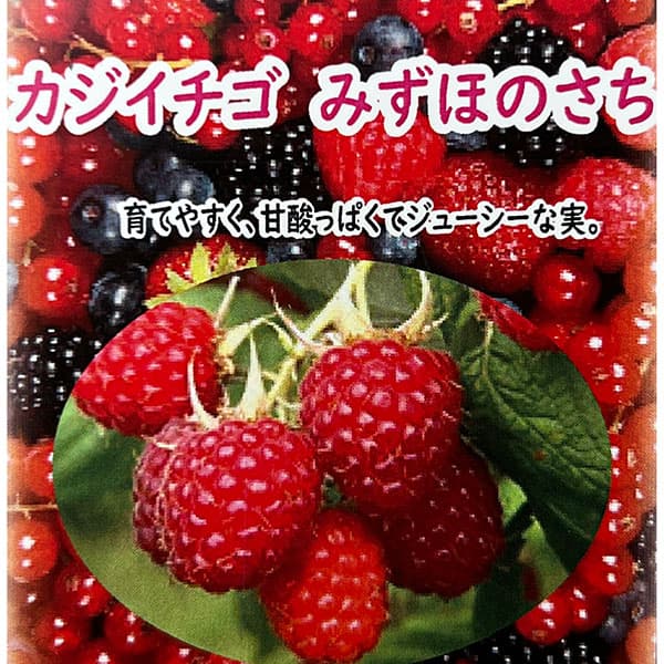 カジイチゴ：みずほのさち4号ポット