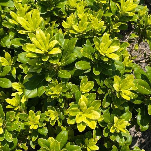 トベラ：ナナ3号ポット