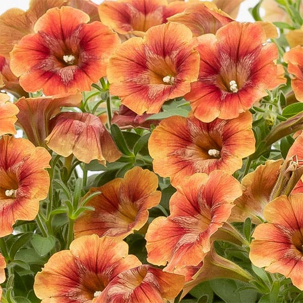 [26年4月下旬予約]ペチュニア：ゆうやけこやけ3.5号ポット