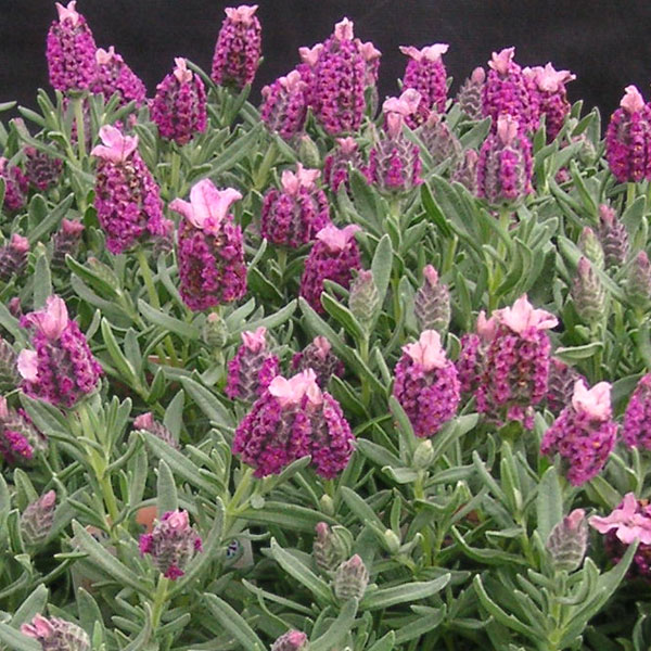 フレンチラベンダー： キューレッド3.5号ポット 6株セット