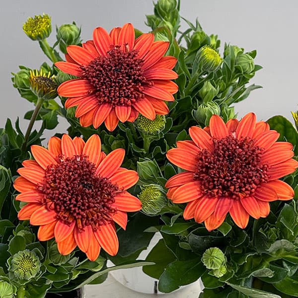 オステオスペルマム（ダブル）：３Dオレンジ3.5号ポット