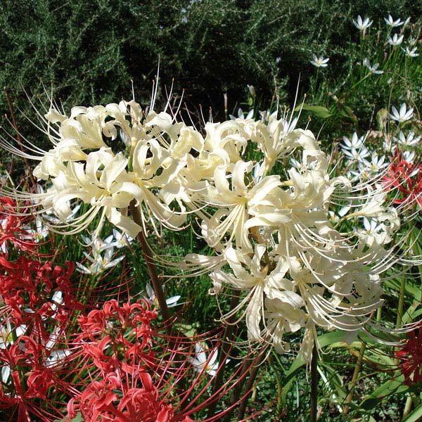 [26年3月中下旬予約]リコリス（ヒガンバナ・彼岸花）：アルビフローラ(白花）3.5号ポット