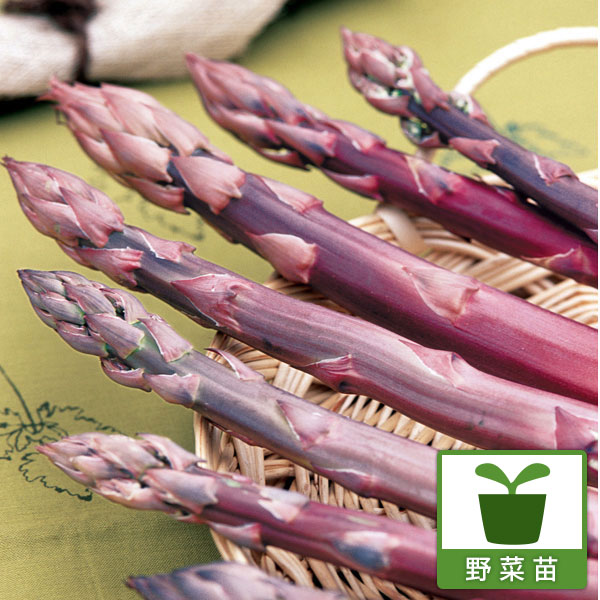 アスパラガス：紫アスパラ スイートパープル3号ポット