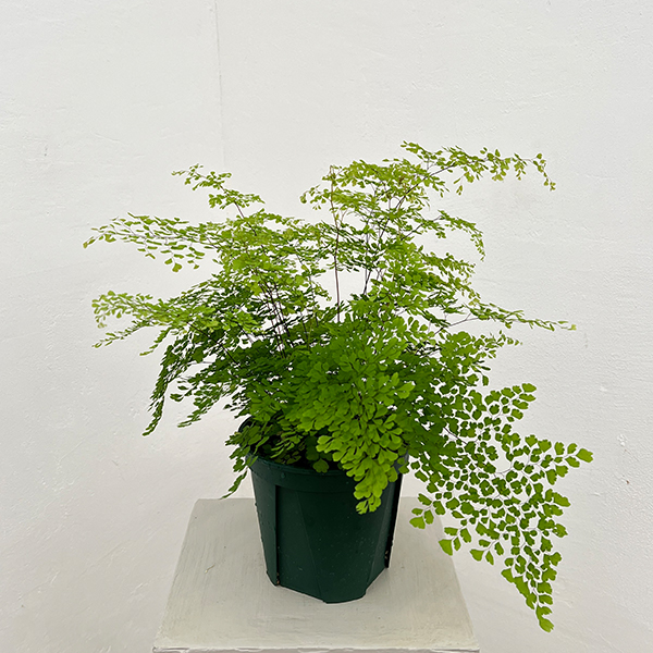 アジアンタム：ミクロフィラム　5号鉢植え