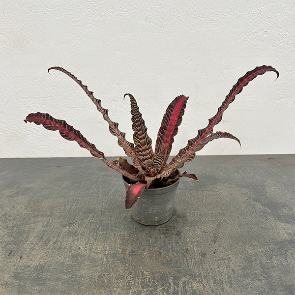 クリプタンサス：リサ ビンザント　３号ポット