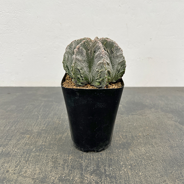 サボテン：ランポー玉（らんぽうぎょく）4号26-01