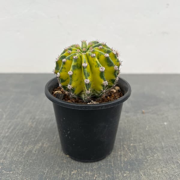 エキノプシス：世界の図　3号26-01