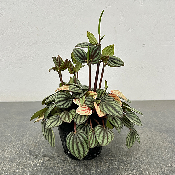 ぺぺロミア：ペッパーミル3号ポット26-01