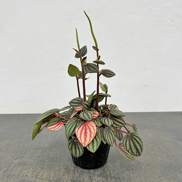 ぺぺロミア：ペッパーミル3号ポット26-02