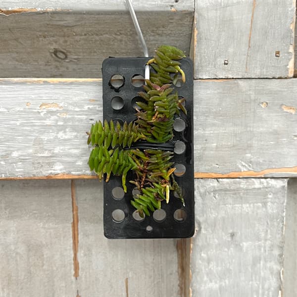 スコエノルキス：スコロペンドリア　板付け