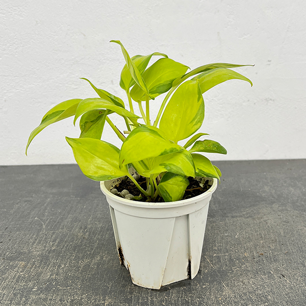 ポトス：AWファンタジー　3号ポット