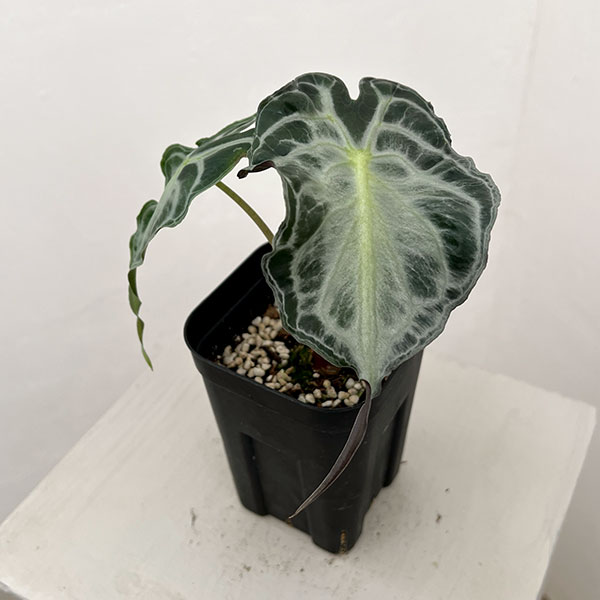アロカシア：ヴェノム　3.5号ポット26-01