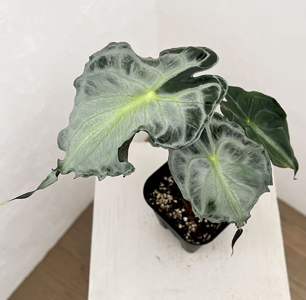 アロカシア：ヴェノム　3.5号ポット26-03