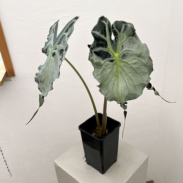 アロカシア：ヴェノム　4号鉢植え26-04