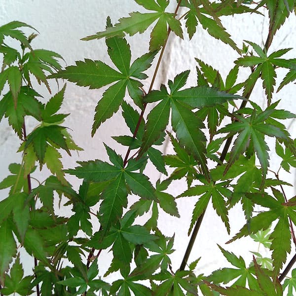 [26年4月上旬予約]モミジ（カエデ）：イロハモミジ5本植え3号ポット