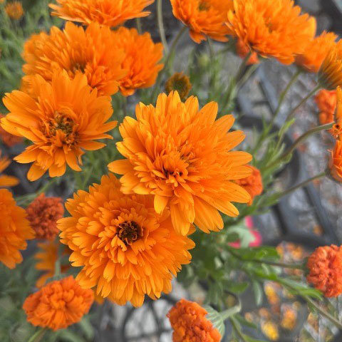 ディモルフォセカ：ミミ　オレンジ　3.5号ポット