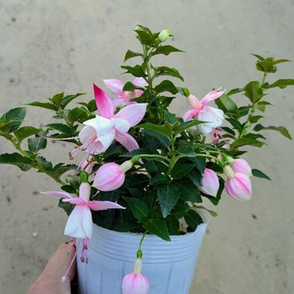 フクシア(ホクシア）：バレリーナ クーペ（ライトピンク・ホワイト）　3.5号ポット