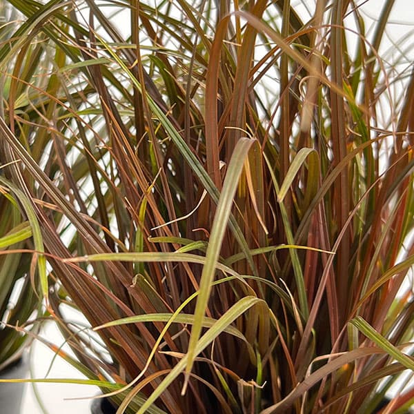 ウンシニア：ファイアーダンス4号セラアート鉢植え