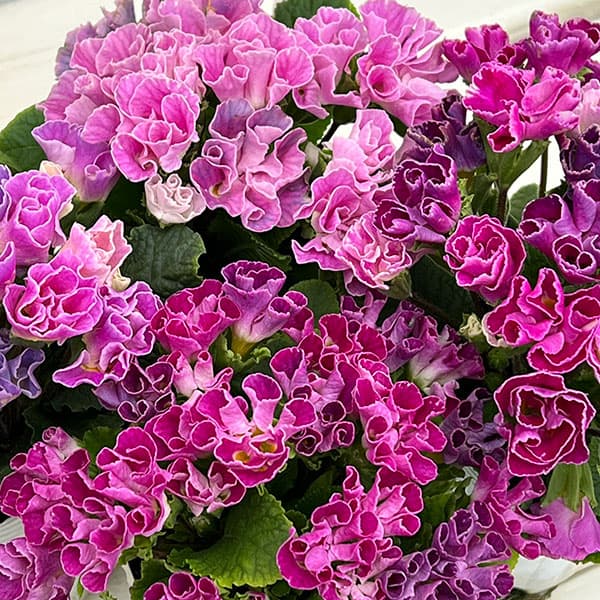 プリムラ ：ハートカクテル　パープル系　2.5号ポット