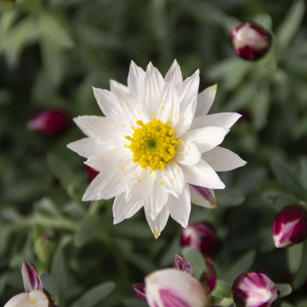 ペーパーカスケード2.5号ポット