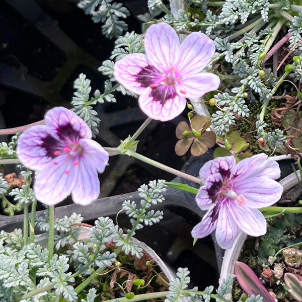 エロディウム：ナターシャ3号ポット