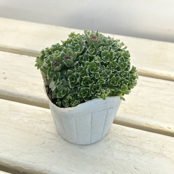 ヘリクリサム：ミルフォルディアエ3号ポット