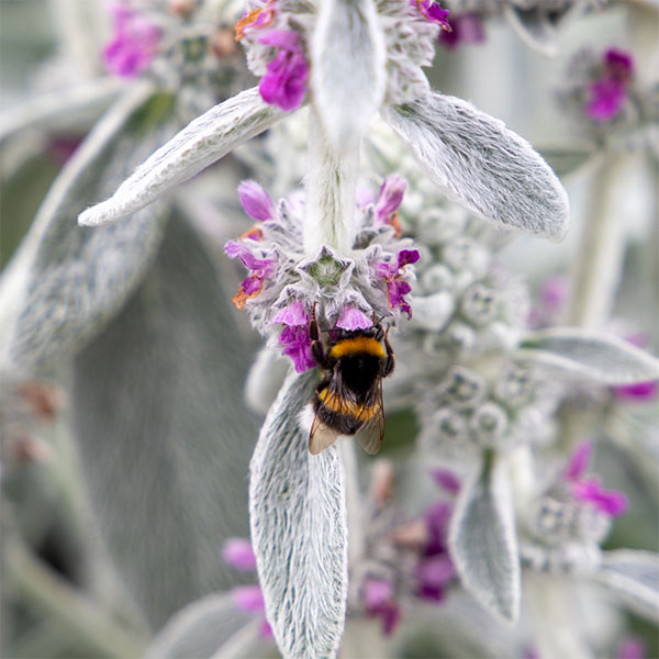 ラムズイヤー（スタキス）：ファービー2.5号ポット