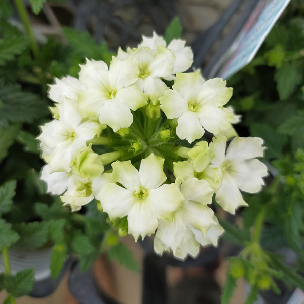 [26年3月中下旬予約]宿根バーベナ：ライモン3.5号ポット