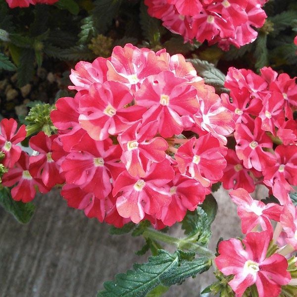 [26年3月中下旬予約]宿根バーベナ：ペティーナ　ココちゃん3.5号ポット