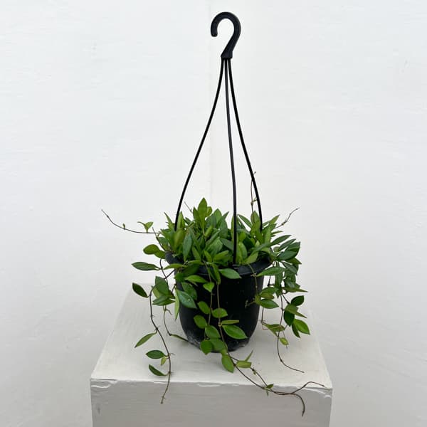 ホヤ：ピクタ　4号吊り鉢植え