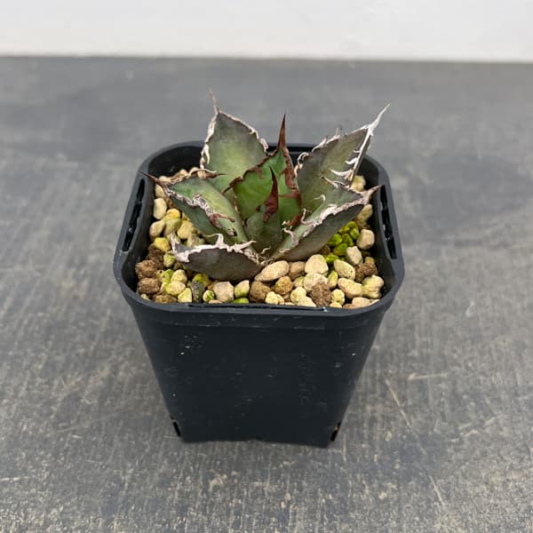 アガベ：チタノタ　シーザー（凱撤）　3号鉢植え**
