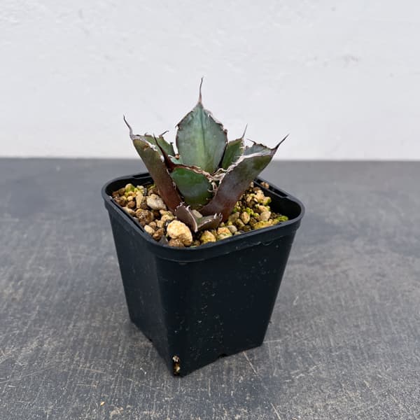 アガベ：チタノタ 黒豹　3号鉢植え*