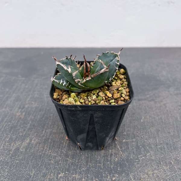 アガベ：チタノタ　南アフリカダイヤモンド　3号鉢植え*