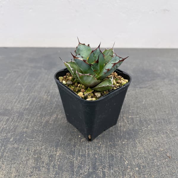 アガベ：チタノタ 龍牙　3号鉢植え*