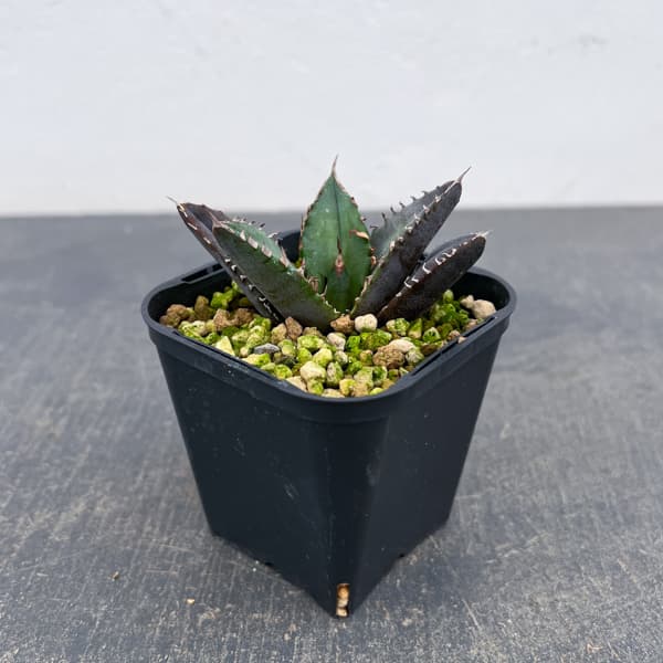 アガベ：チタノタ 緋紅牡丹　3号鉢植え*