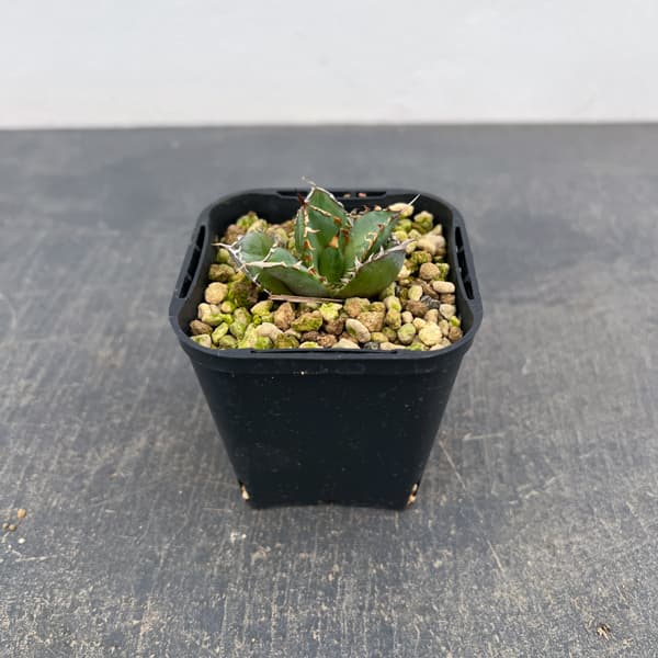 アガベ：チタノタ フィリグリー　 3号鉢植え*