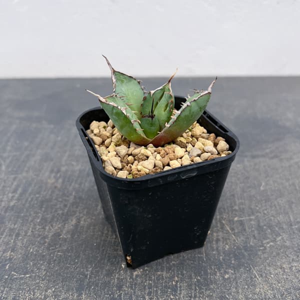アガベ：チタノタ　黒鯨　3号鉢植え*