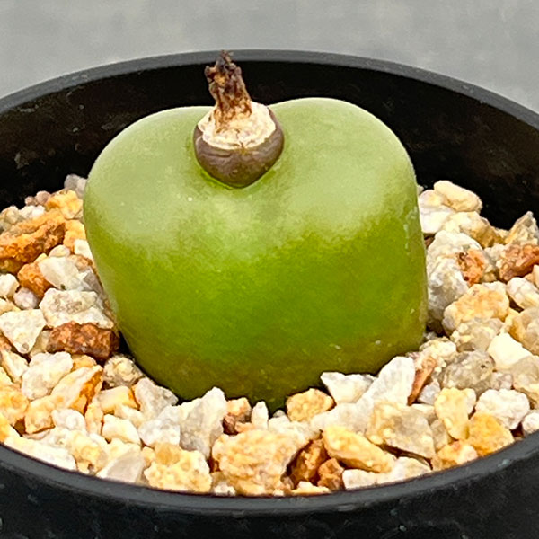 コノフィツム：マウガニー（タイプ２） 2.5号鉢植え