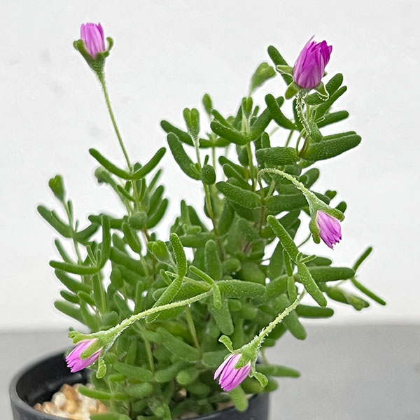 ドロサンテマム：グロボーサム　2.5号鉢植え