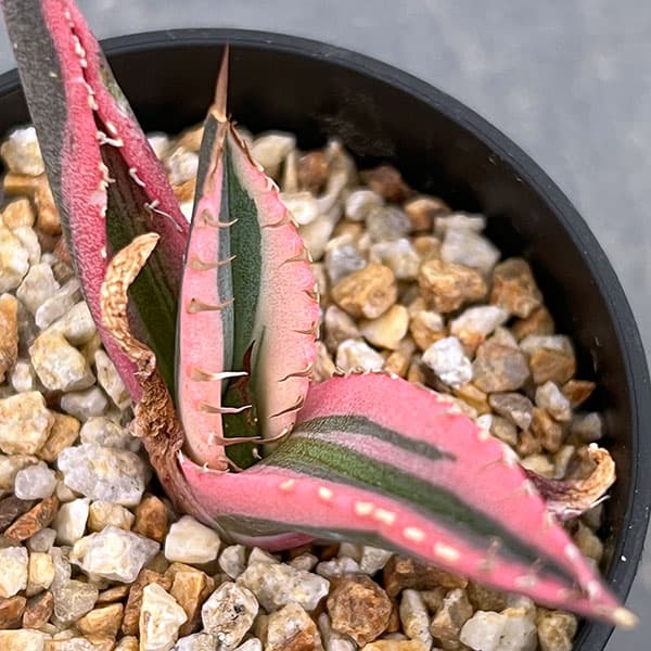 アガベ：チタノタ　スナグルトゥース　2.5号鉢植え