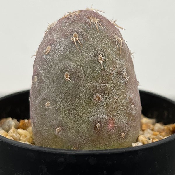 サボテン：テフロカクタス　ゲオメトリクス（ナラシノ）2.5号鉢植え